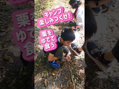 拾った栗をゆでて食う☆キャンプを楽しみつくせ！(2024.9) 　#榛名湖　#キャンプ　#cockapoo