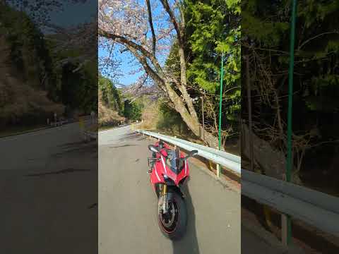 Ducati panigalev4s 桜