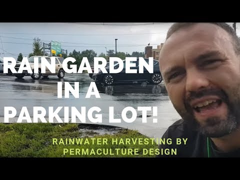 Rain garden in a parking lot! Rainwater harvesting by permaculture design