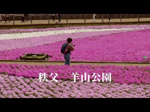 [Best time to see moss phlox] The moss phlox at Hitsujiyama Park, Chichibu.