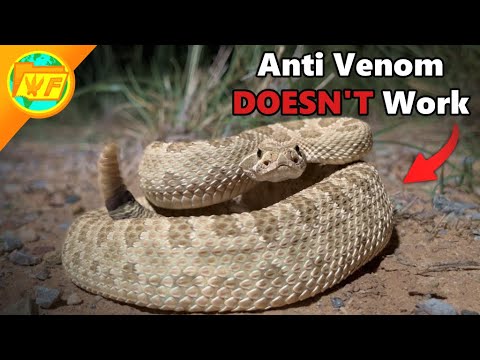 Prairie Rattlesnake: How Venomous Is It?