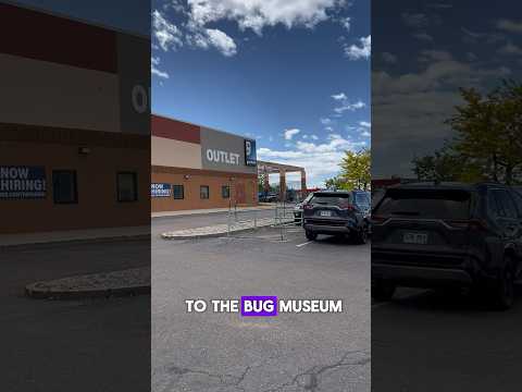 Paying For the Bug Museum with The Goodwill Bins!