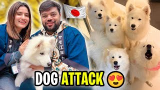 We Went To Dogs House In Japan 😍 | Tokyo Mein Dogs Ne Attack Kar Diya 😱