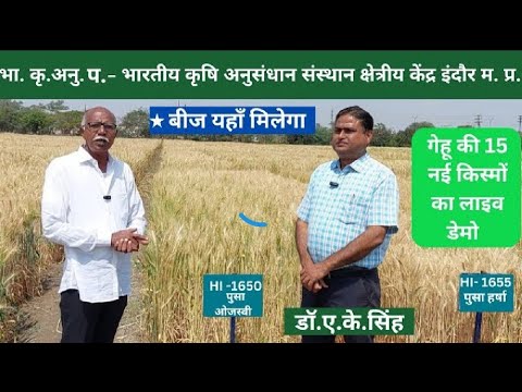 भारतीय कृषि अनुसंधान संस्थान गेहूं की 15 किस्म ।  indian agriculture institude indore