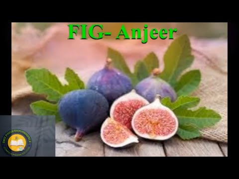 Anjeer fruit | anjeer kaise banta hai | fig fruit tree | anjeer khane se kya hota hai#anjeerkefayde