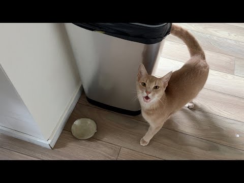 Golden boi charmingly asks for his breakfast