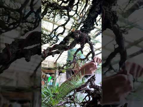 A 450 year old black pine tree is hung with wire.  shorts[Bonsai Q]