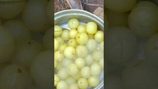 Gooseberry Jam Recipe #shorts #viral