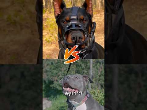 Doberman vs Pitbull: Who would actually win?