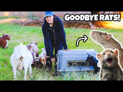 These New Animals Will Take Care of our Rat Problem! 😅