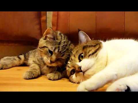 Don't sleep, bro !  Funny Cats video