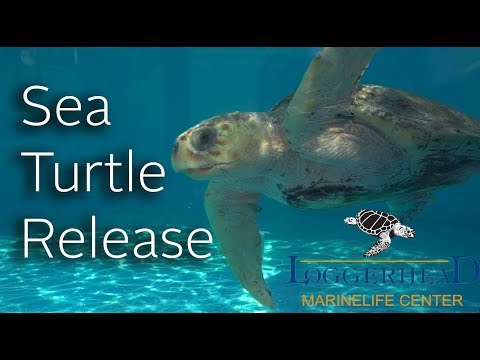 Loggerhead Marinelife Center Sea Turtle Release Juno Pier Beach 2018