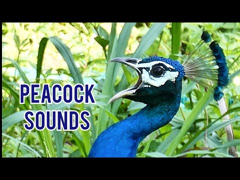 Peacock Sound 🦚  Peacock Sounds - Noises 💤 peacock call | मोर की आवाज़ #peacockcall #peacockvoice