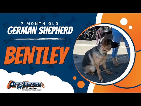 GSD, 7 Month Old, Bentley | Two Week BNT| Best Dog Trainers Northern VA |  Off Leash K9