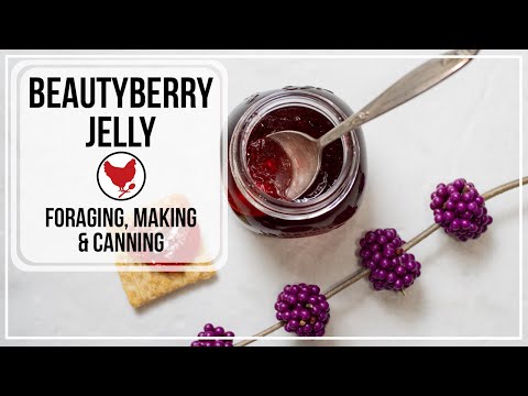 How to Make Beautyberry Jelly | Canning - Food Preservation