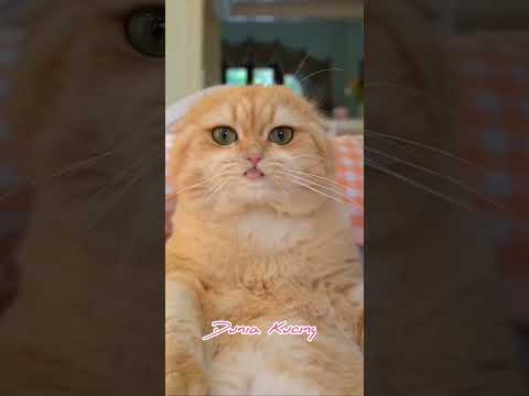 Cats funny videos 2003 ❤❤| Cats are so funny and | Harp Music to Calm Cats #cat #catlove #catania