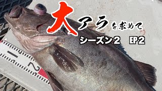 【アラ釣り】アラ釣り5キロアップチャレンジ ついに出た大アラ