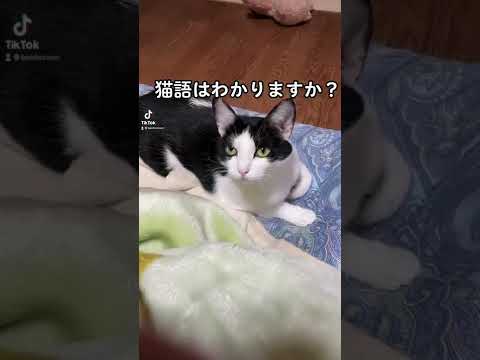 うちの保護猫　猫語　#ねこ　#猫のいる暮らし #shorts