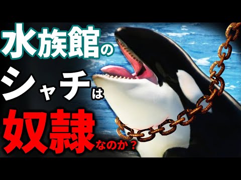 【激論】水族館のシャチは海に帰すべき？｜後期高齢シャチ“ロリータ”解放運動から放獣の在り方を考える