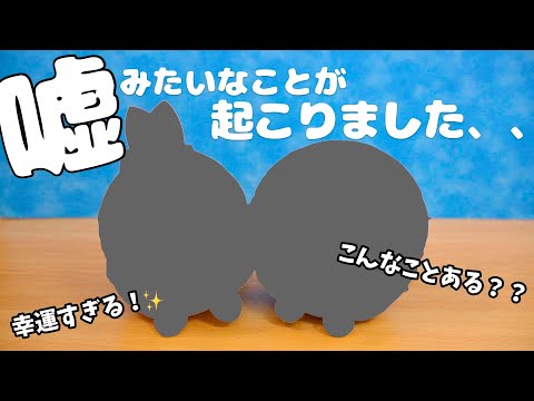 【エイプリルフール】すみっコくじ引いたら奇跡が起こりました！！✨✨ すみっコぐらし 角落生物 fromegg