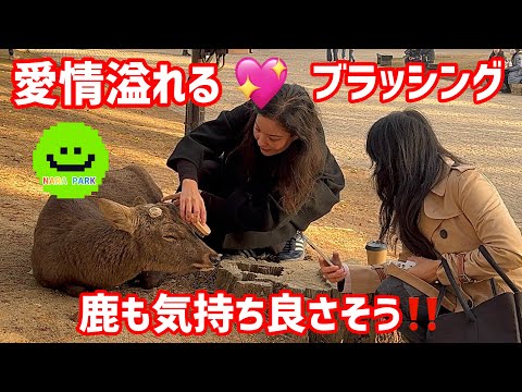 愛情溢れる外国人観光客💖ブラッシング鹿も気持ち良さそう‼️NARA  PARK🫎