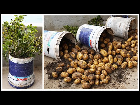 Growing Potatoes In Plastic Containers, No Need For A Garden And Lots Of Tubers!