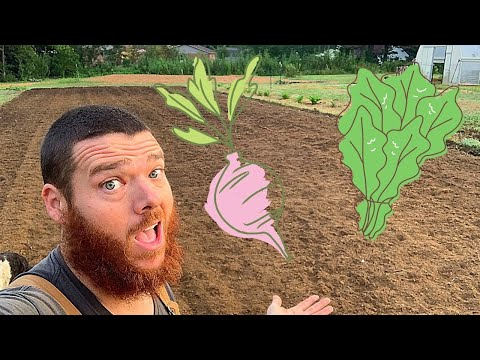 Kale, Turnips & Mustard Greens in the Fall Garden!