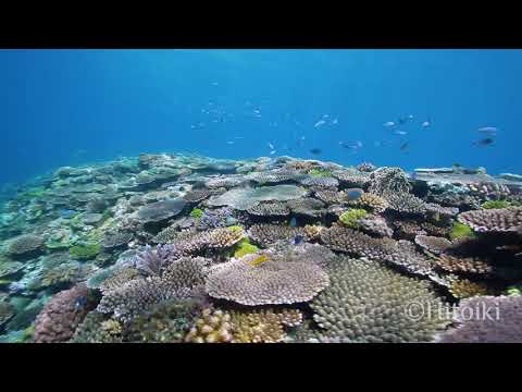 アポガマでシュノーケリング！恩納村のサンゴの群生（沖縄本島2018年9月）