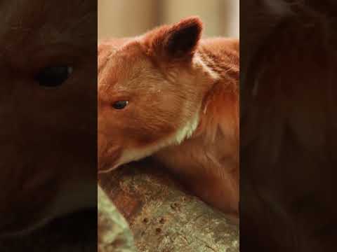 Tree Kangaroos  The Amazing Tree Dweller #shorts #YouTube #kangaroo