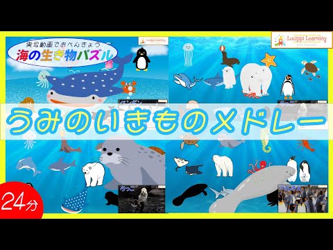 [Japanese] Sea animal Puzzle & live-action video Medley Flashcards  for Baby Kids toddler