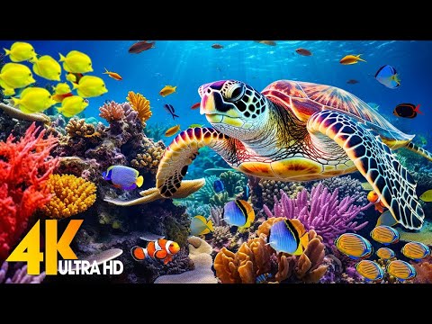 Under Red Sea 4K - Beautiful Coral Reef Fish in Aquarium, Sea Animals for Relaxation - 4K Video #123