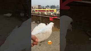 Do kabutar🥰😘  ek din mein pakde #pigeonvlog #minivlog