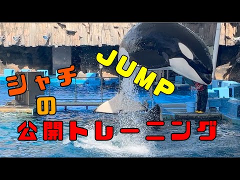 連続ジャンプ！ Killer Whale Training Orca Training / #シャチ の公開トレーニング ￼￼/#名古屋港水族館 #japan #orca