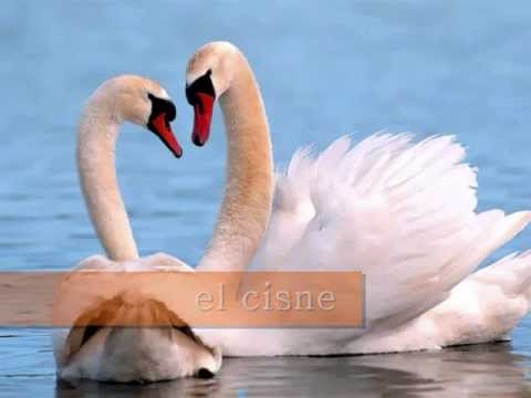 Vocabulario español: las aves