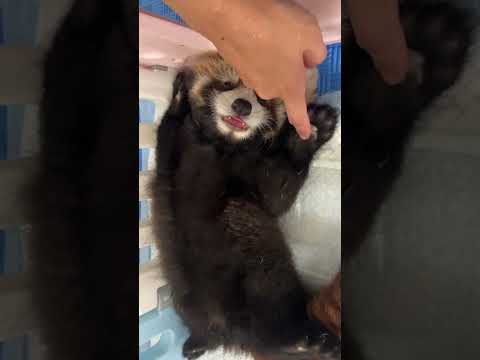 Touch the little panda's nose while the baby is sleeping. Daily record of cute pets. It really l