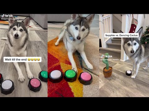 Try Not To Laugh Watching Sapphie the Pomsky TikToks Compilation By Vine Edition✔