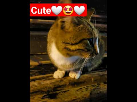 cute #cute #shorts #cutecat #beautiful #cateye #catentertainment #pisik #pisces ♥️🤩♥️😍🥰🤩🤍♥️♥️♥️