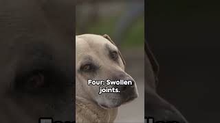 🔥Warning 🔥7 Warning Signs of Dog Joint Issues # #petcare# #petdog# #petwellness #jointissues