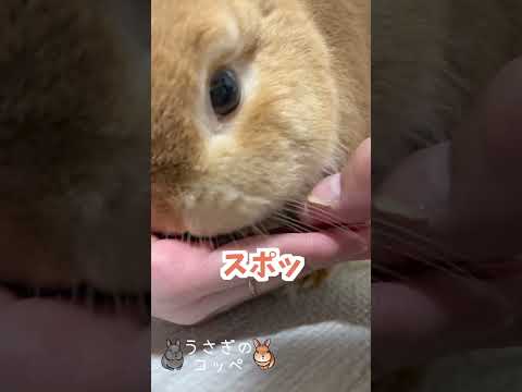 【うさぎあるある】とてつもなく気持ち良い瞬間【ネザーランドドワーフのコッペ】#ネザーランドドワーフ #コッペパン #うさぎ  #うさぎのいる暮らし #ウサギ #うさぎのいる生活 #shorts