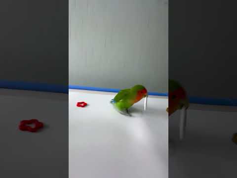 Bird Training : Smart lovebird Parrot | Smart Little Cute Parrot  #training #smartparrot #cute