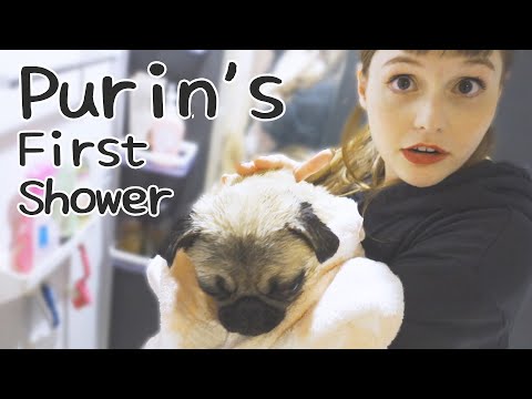 Pug Puppy Gets His First Shower!!