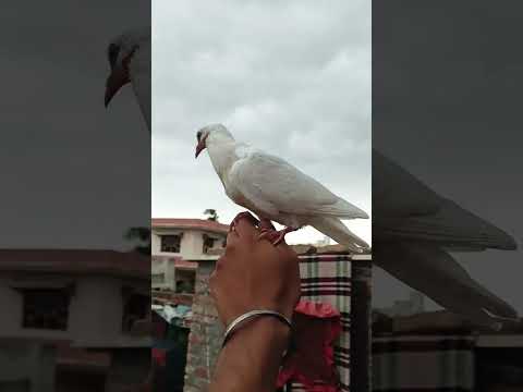 #pigeon #kabutarstatus #youtube #sidhumoosewalafans #kabutar