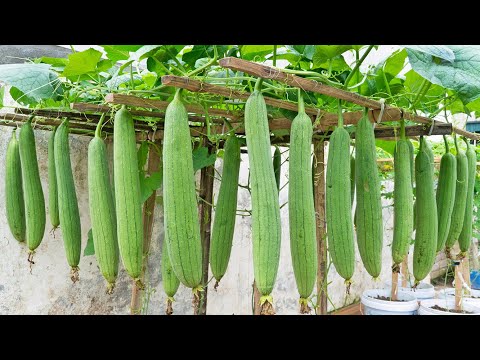 How to grow sponge gourd from seeds for many fruits? Follow my method