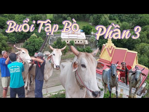 phần 3 cập nhật Buổi đua bò Ngày thứ 4 . tại Chùa Rô. chỉ có 1 cập bò tập thôi . nét Đẹp An Giang