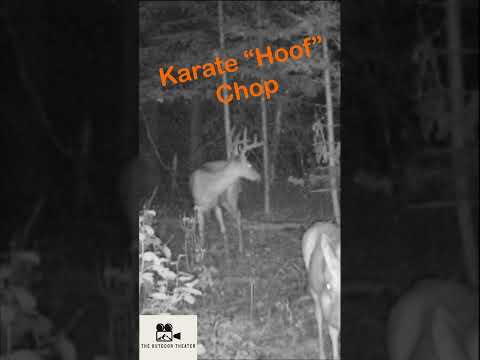 DOES this Deer know KARATE?!? #wildlife #whitetaildeer #trailcam #karatechop