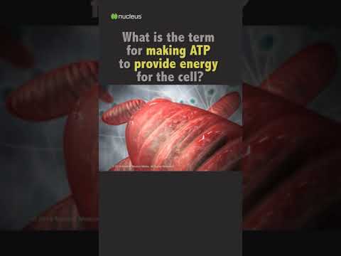 Biology Quiz: What is the term for making ATP to provide energy for the cell?