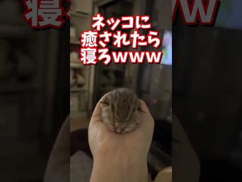 ネッコの動画で癒されたら寝ろｗｗｗ　#2ch #2chまとめ 動物スレ #2ch面白いスレ #動物 #犬 #猫 #癒やし #ねこ動画