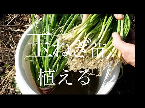 玉ねぎ苗植える#家庭菜園 #無肥料無農薬 #玉ねぎ