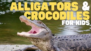 Alligators and Crocodiles for Kids | Learn about these powerful predators