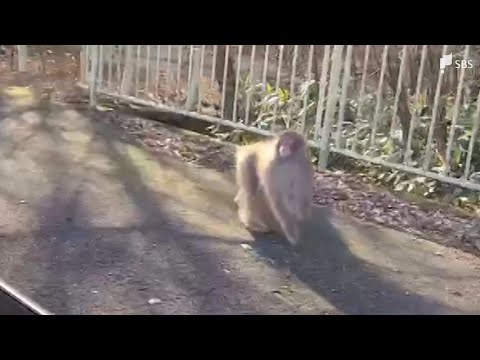 “左手けが”のサル 東京・埼玉から神奈川で目撃相次ぎ今度は静岡県へ「サルに近づかないで」注意を呼び掛け=小山町